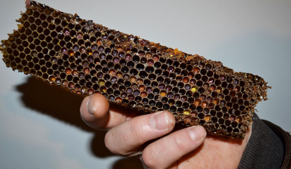 Пчелиная перга польза